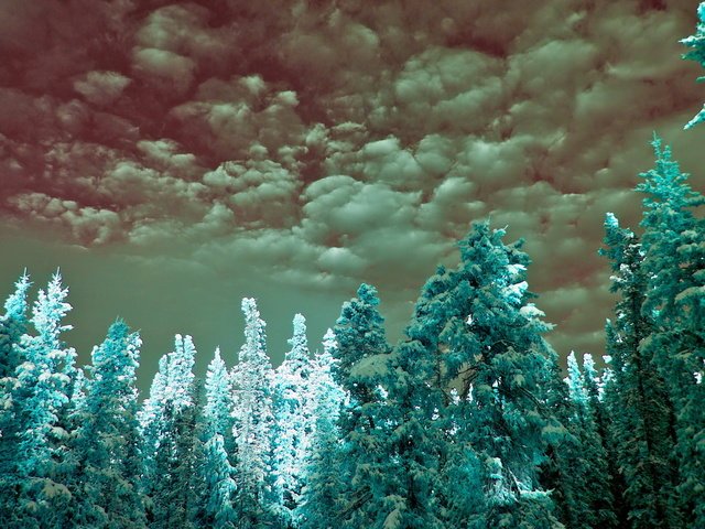 Обои облака, ель, неба, infrared, cyan, clouds, spruce, sky разрешение 1920x1200 Загрузить