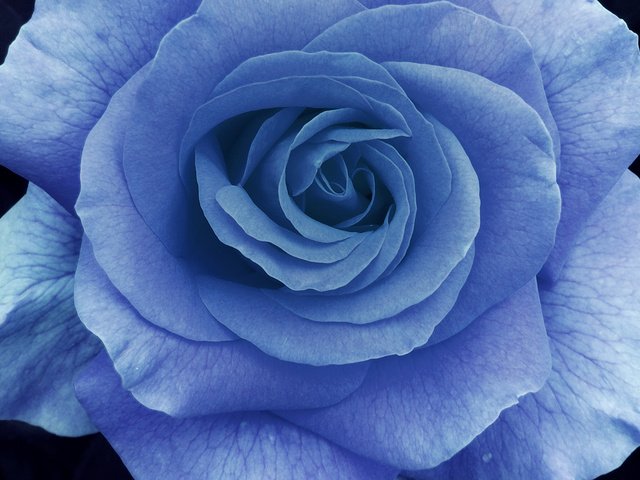 Обои макро, роза, лепестки, голубая, macro, rose, petals, blue разрешение 1920x1200 Загрузить
