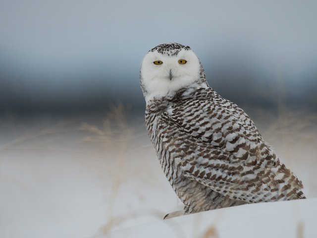 Обои сова, снег, птица, полярная сова, белая сова, owl, snow, bird, snowy owl, white owl разрешение 2560x1600 Загрузить