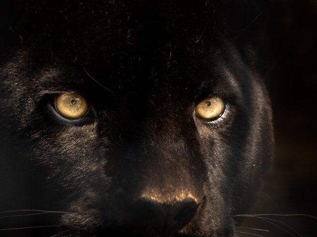 Обои глаза, взгляд, хищник, пантера, черная, eyes, look, predator, panther, black разрешение 3008x2000 Загрузить