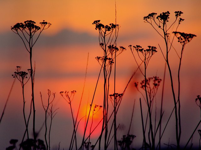 Обои небо, облака, вечер, закат, силуэт, растение, the sky, clouds, the evening, sunset, silhouette, plant разрешение 2048x1364 Загрузить