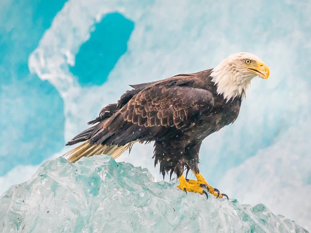 Обои лёд, орел, птица, белоголовый орлан, ice, eagle, bird, bald eagle разрешение 4096x2160 Загрузить