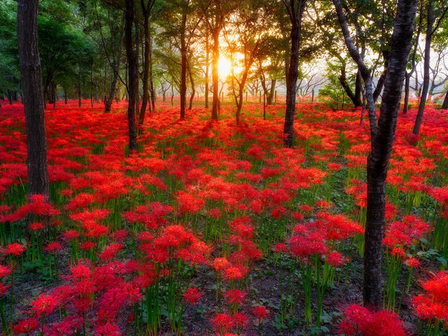 Обои небо, цветы, деревья, солнце, лес, пейзаж, the sky, flowers, trees, the sun, forest, landscape разрешение 2048x1367 Загрузить