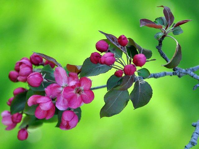 Обои цветы, ветка, цветение, сад, весна, яблоня, flowers, branch, flowering, garden, spring, apple разрешение 2560x1600 Загрузить