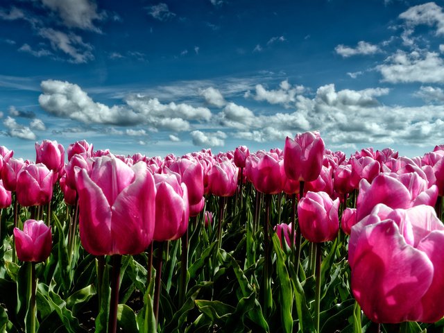 Обои небо, цветы, облака, поле, луг, весна, тюльпаны, розовые, the sky, flowers, clouds, field, meadow, spring, tulips, pink разрешение 2048x1365 Загрузить