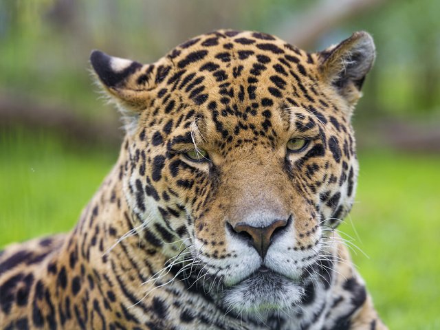 Обои морда, портрет, хищник, ягуар, дикая кошка, face, portrait, predator, jaguar, wild cat разрешение 3680x2456 Загрузить
