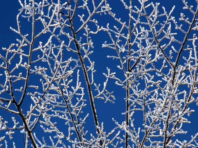 Обои небо, снег, зима, ветки, мороз, иней, белый, синее, the sky, snow, winter, branches, frost, white, blue разрешение 3504x2336 Загрузить