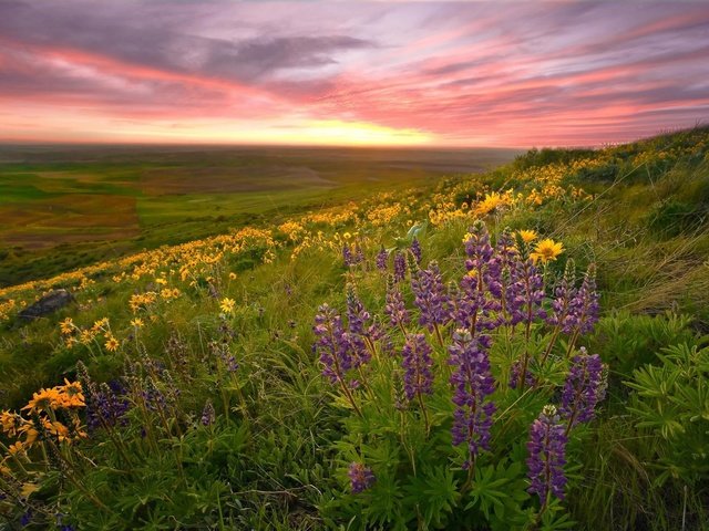 Обои природа, пейзаж, поле, луг, цветы.закат, nature, landscape, field, meadow, flowers.sunset разрешение 1920x1200 Загрузить