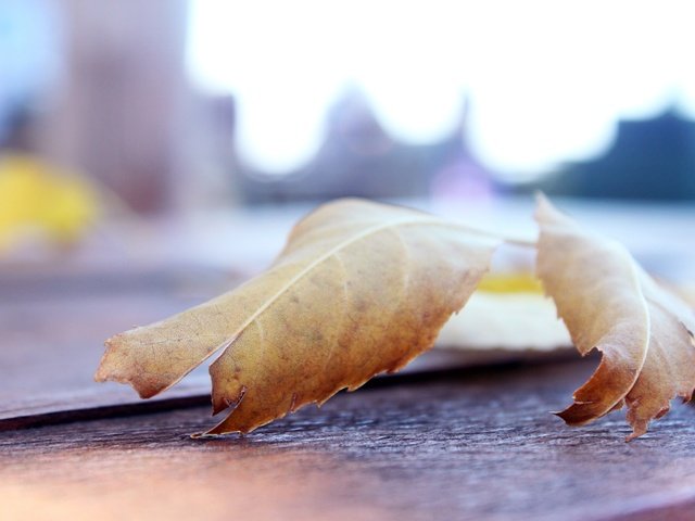 Обои макро, листок, осень, лист, macro, leaf, autumn, sheet разрешение 4752x3168 Загрузить