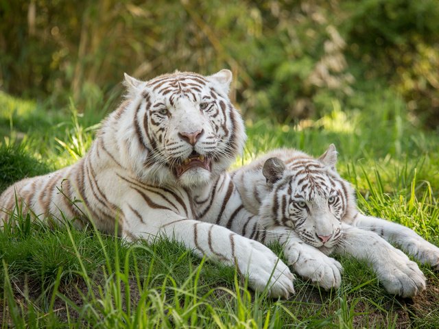 Обои тигр, трава, кошка, пара, отдых, белый тигр, tiger, grass, cat, pair, stay, white tiger разрешение 5184x3456 Загрузить