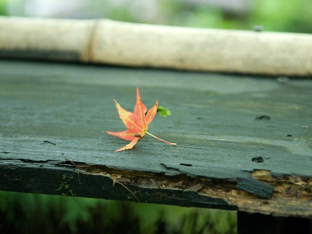 Обои осень, лист, скамейка, кленовый лист, autumn, sheet, bench, maple leaf разрешение 2560x1600 Загрузить