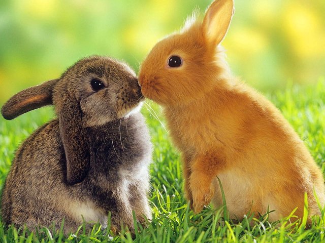 Обои пара, кролики, поцелуй, милые, pair, rabbits, kiss, cute разрешение 1920x1200 Загрузить