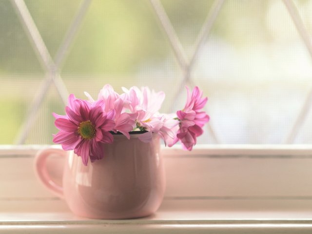 Обои цветы, лепестки, кружка, розовые, окно, букетик, подоконник, flowers, petals, mug, pink, window, a bunch, sill разрешение 2560x1600 Загрузить