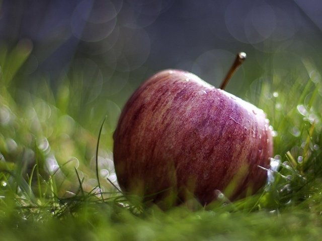 Обои трава, природа, макро, роса, капли, фрукты, яблоко, красное, grass, nature, macro, rosa, drops, fruit, apple, red разрешение 1920x1200 Загрузить