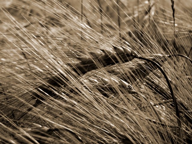 Обои природа, макро, поле, сепия, колосья, пшеница, урожай, nature, macro, field, sepia, ears, wheat, harvest разрешение 2560x1600 Загрузить