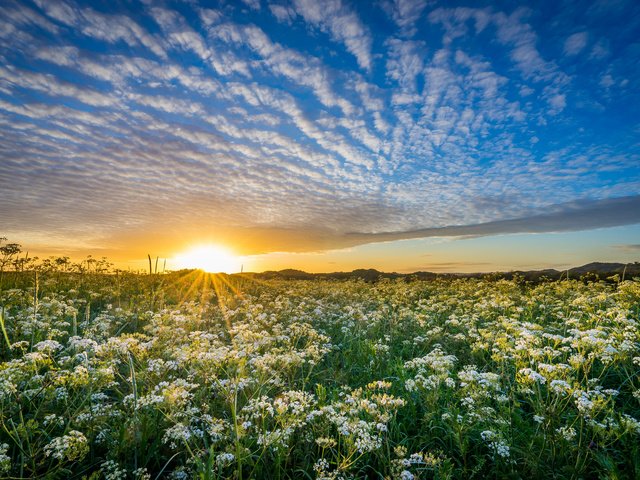 Обои небо, уг, цветы, облака, солнце, природа, закат, луг, норвегия, the sky, hs, flowers, clouds, the sun, nature, sunset, meadow, norway разрешение 2048x1365 Загрузить