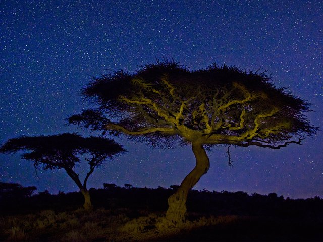 Обои свет, ночь, дерево, звезды, африка, кения, акация, wildlife conservancy, light, night, tree, stars, africa, kenya, acacia разрешение 1920x1200 Загрузить