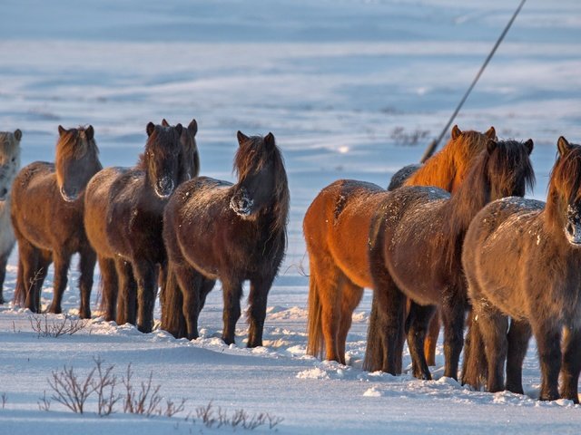 Обои снег, зима, лошади, кони, исландия, snow, winter, horse, horses, iceland разрешение 3840x2160 Загрузить