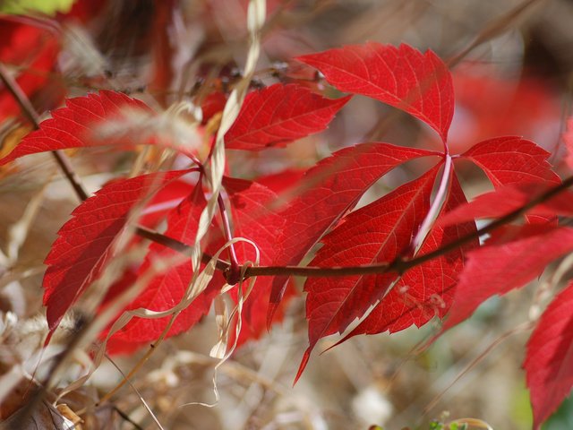 Обои ветка, природа, листья, осень, багрянец, branch, nature, leaves, autumn, the crimson разрешение 2048x1440 Загрузить