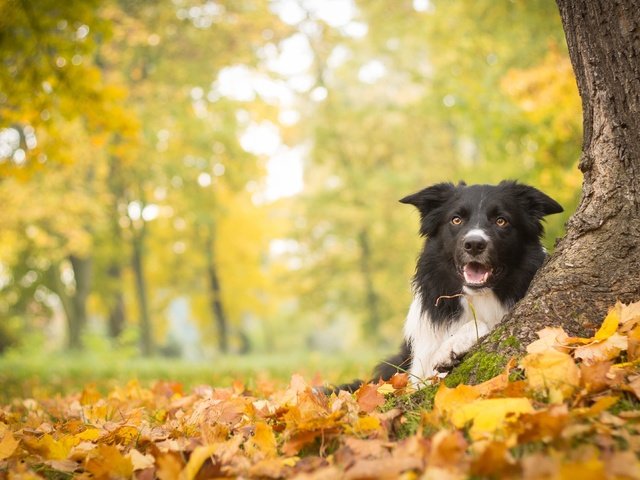 Обои дерево, листья, осень, собака, бордер-колли, tree, leaves, autumn, dog, the border collie разрешение 4272x2639 Загрузить