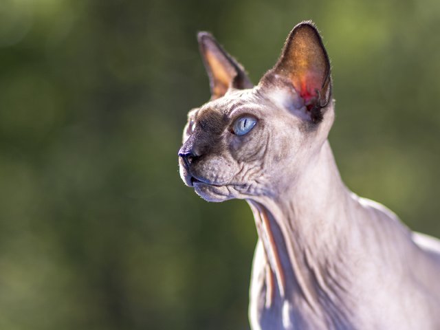 Обои глаза, фон, кот, взгляд, сфинкс, eyes, background, cat, look, sphinx разрешение 3754x2502 Загрузить