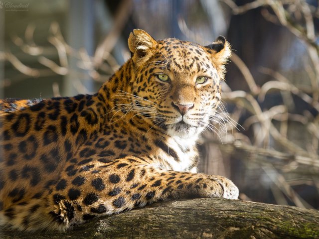 Обои солнце, кошка, взгляд, леопард, бревно, the sun, cat, look, leopard, log разрешение 4534x3023 Загрузить
