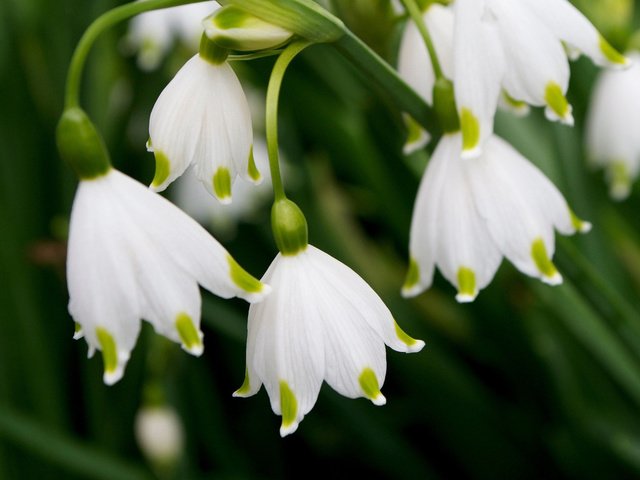 Обои лепестки, весна, белые, подснежники, petals, spring, white, snowdrops разрешение 2048x1365 Загрузить