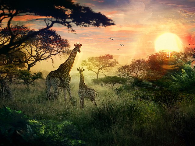 Обои солнце, природа, закат, жирафы, детеныш, сафари, the sun, nature, sunset, giraffes, cub, safari разрешение 1920x1080 Загрузить