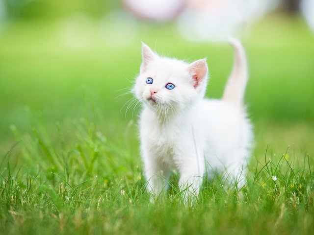 Обои трава, котенок, малыш, голубые глаза, белый котёнок, grass, kitty, baby, blue eyes, white kitten разрешение 5110x3400 Загрузить