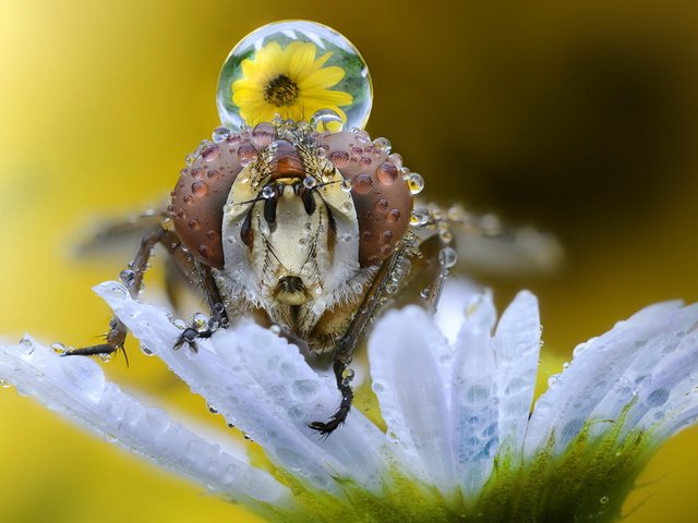 Обои макро, насекомое, фон, цветок, капли, муха, macro, insect, background, flower, drops, fly разрешение 1920x1200 Загрузить