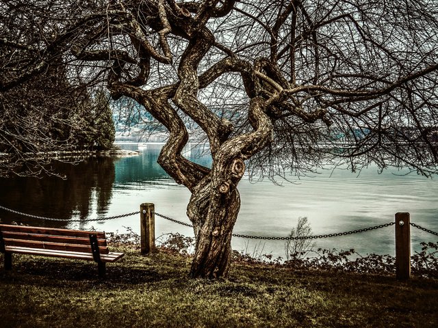 Обои дерево, море, скамья, tree, sea, bench разрешение 5625x3740 Загрузить