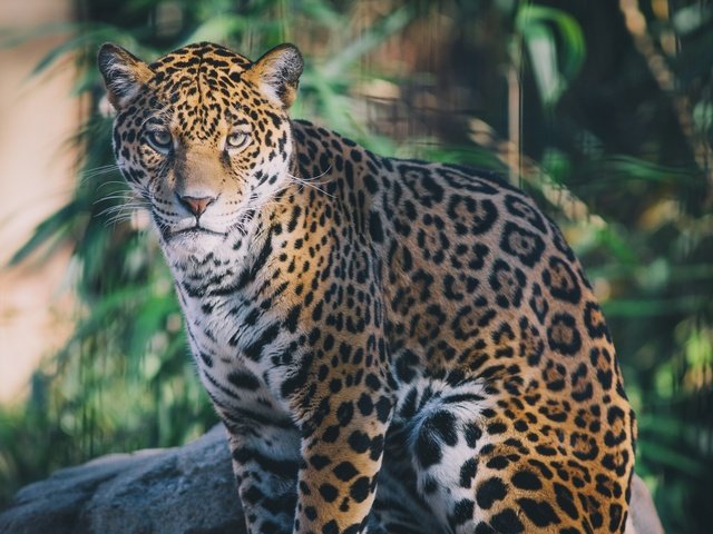 Обои морда, хищник, сидит, ягуар, дикая кошка, face, predator, sitting, jaguar, wild cat разрешение 2000x1333 Загрузить