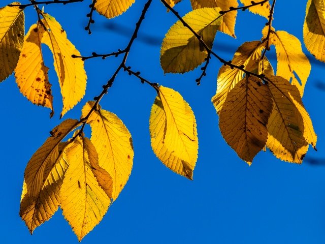 Обои природа, листья, ветки, осень, nature, leaves, branches, autumn разрешение 2880x1913 Загрузить