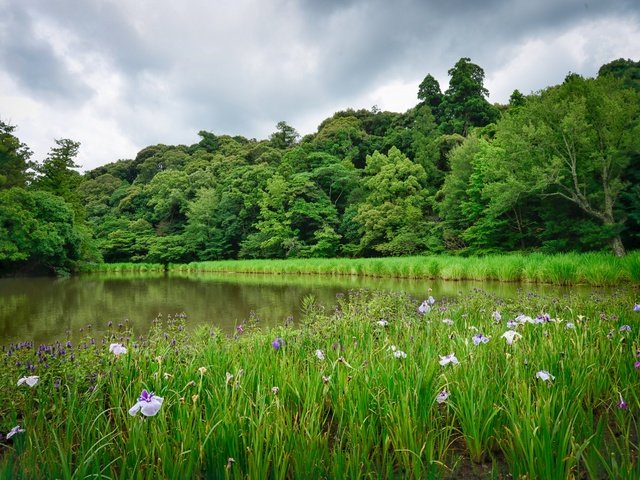 Обои цветы, деревья, озеро, пейзаж, flowers, trees, lake, landscape разрешение 2880x1922 Загрузить