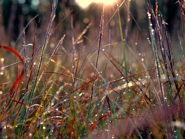 Обои трава, природа, макро, роса, grass, nature, macro, rosa разрешение 2048x1365 Загрузить