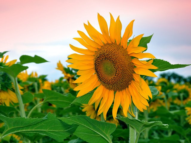 Обои небо, листья, цветок, поле, лепестки, подсолнух, the sky, leaves, flower, field, petals, sunflower разрешение 2048x1360 Загрузить