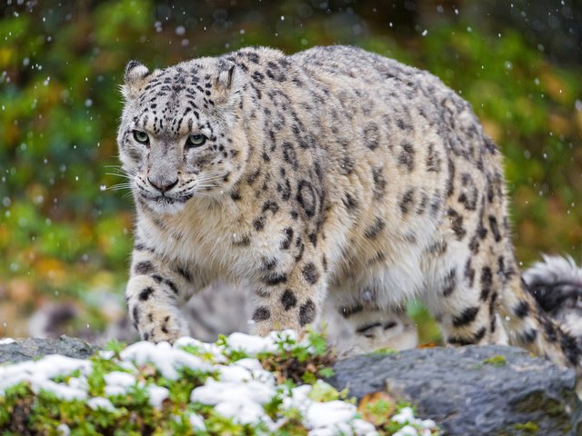 Обои снег, кошка, хищник, снежный барс, ирбис, snow, cat, predator, snow leopard, irbis разрешение 1920x1200 Загрузить