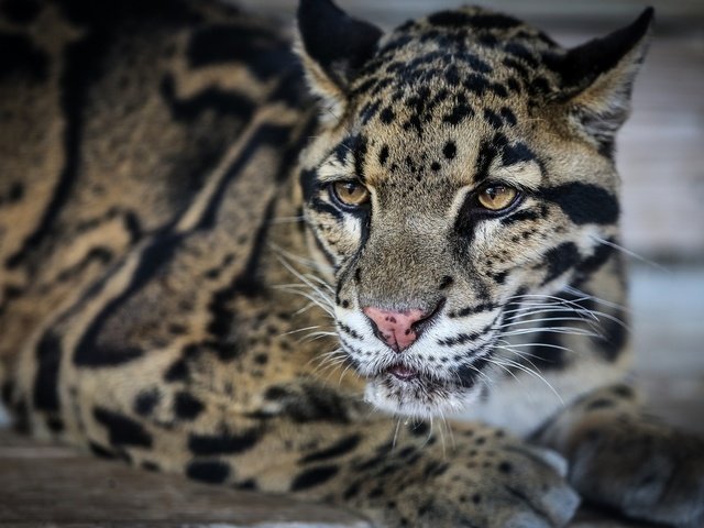 Обои морда, лежит, хищник, дикая кошка, дымчатый леопард, face, lies, predator, wild cat, clouded leopard разрешение 2048x1325 Загрузить