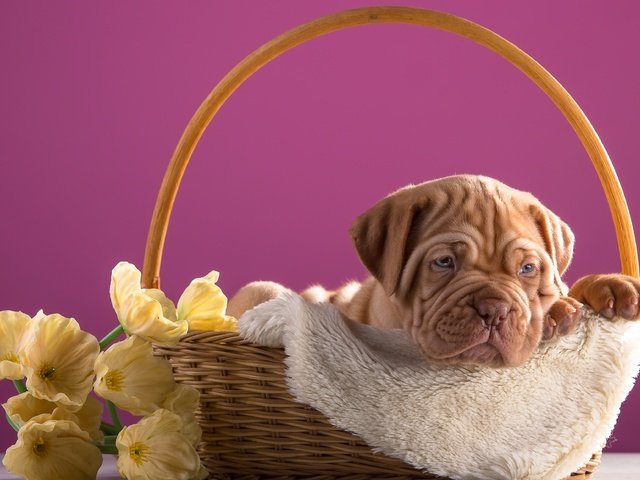 Обои цветы, щенок, корзина, дог, бордоский, flowers, puppy, basket, dog, bordeaux разрешение 3600x2313 Загрузить