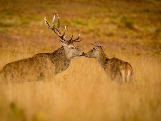 Обои природа, осень, олени, nature, autumn, deer разрешение 2560x1644 Загрузить