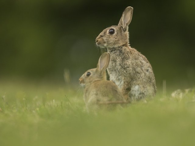 Обои природа, фон, животные, зайцы, nature, background, animals, rabbits разрешение 1920x1200 Загрузить