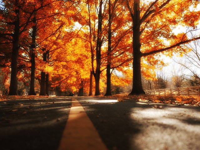 Обои дорога, деревья, осень, road, trees, autumn разрешение 2048x1363 Загрузить