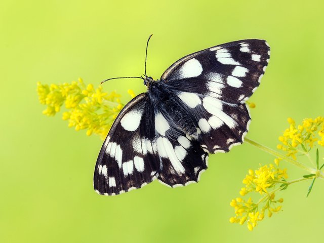 Обои цветы, насекомое, бабочка, крылья, flowers, insect, butterfly, wings разрешение 2048x1360 Загрузить
