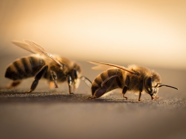 Обои природа, макро, крылья, насекомые, пчелы, усики, лапки, nature, macro, wings, insects, bees, antennae, legs разрешение 2560x1706 Загрузить