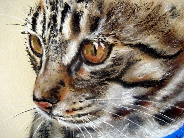 Обои глаза, синий, кот, мордочка, взгляд, животное, ошейник, живопись, eyes, blue, cat, muzzle, look, animal, collar, painting разрешение 2046x1327 Загрузить