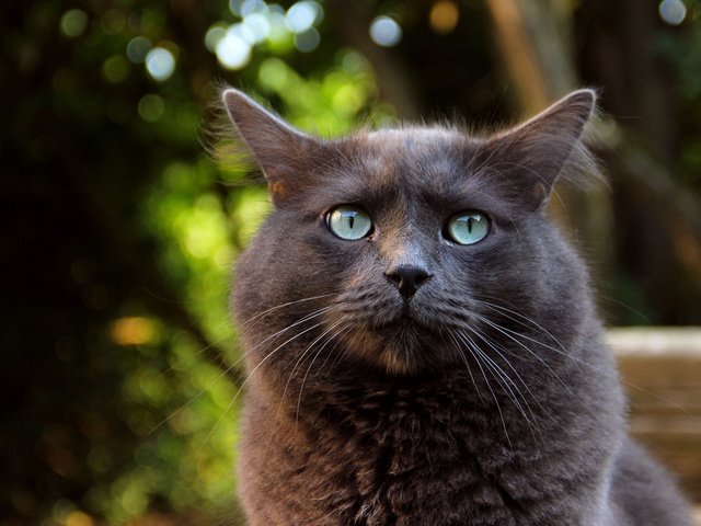 Обои макро, фон, кот, взгляд, животное, уши, зеленве глаза, macro, background, cat, look, animal, ears, selene eyes разрешение 2048x1365 Загрузить