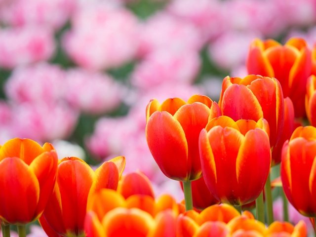 Обои бутоны, красный, весна, тюльпаны, buds, red, spring, tulips разрешение 2048x1365 Загрузить