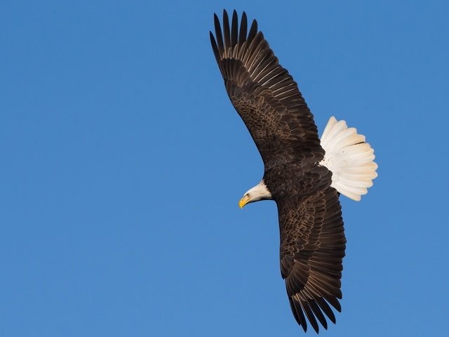 Обои полет, крылья, птица, орлан, flight, wings, bird, orlan разрешение 2048x1246 Загрузить