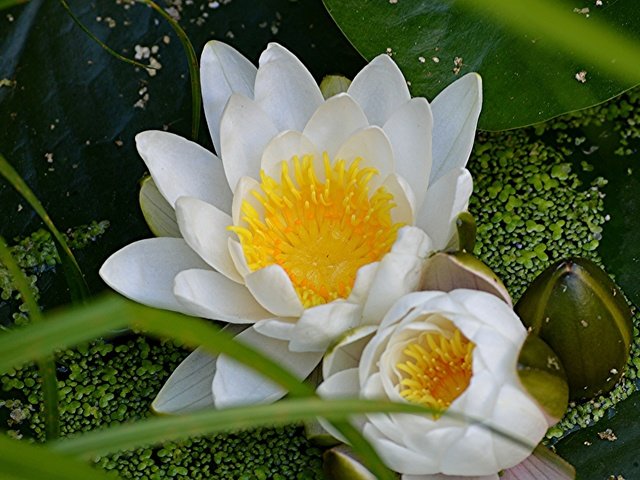 Обои цветы, макро, лилия, кувшинка, нимфея, водяная лилия, flowers, macro, lily, nymphaeum, water lily разрешение 2048x1362 Загрузить