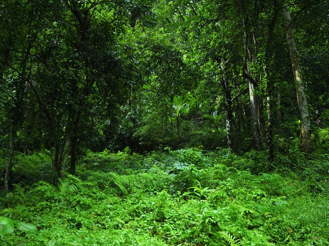 Обои трава, деревья, зелень, лес, тропики, джунгли, grass, trees, greens, forest, tropics, jungle разрешение 3000x2000 Загрузить